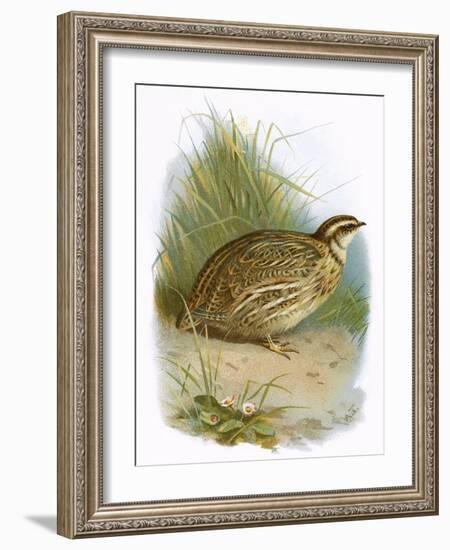 Quail-English-Framed Giclee Print