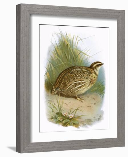 Quail-English-Framed Giclee Print