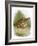 Quail-English-Framed Giclee Print