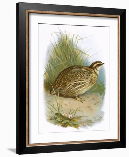 Quail-English-Framed Giclee Print