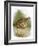 Quail-English-Framed Giclee Print