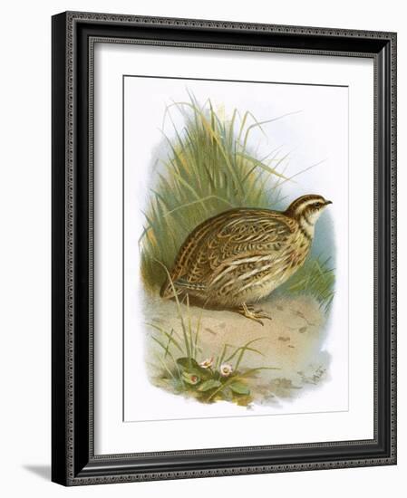 Quail-English-Framed Giclee Print