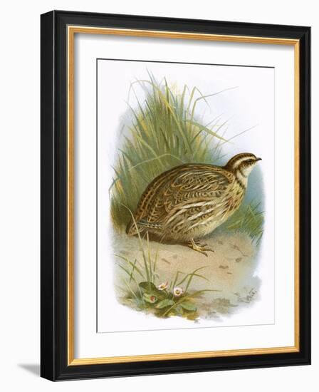 Quail-English-Framed Giclee Print