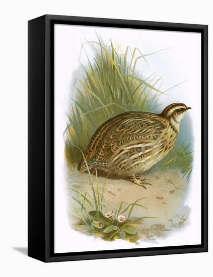 Quail-English-Framed Premier Image Canvas