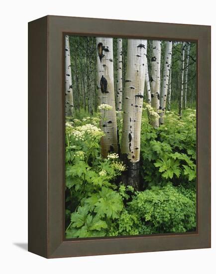 Quaking Aspen and Cow Parsnip, White River National Forest, Colorado, USA-Adam Jones-Framed Premier Image Canvas