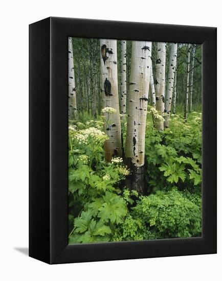 Quaking Aspen and Cow Parsnip, White River National Forest, Colorado, USA-Adam Jones-Framed Premier Image Canvas