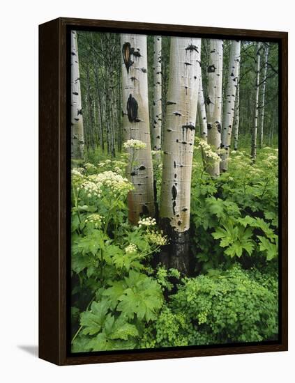 Quaking Aspen and Cow Parsnip, White River National Forest, Colorado, USA-Adam Jones-Framed Premier Image Canvas