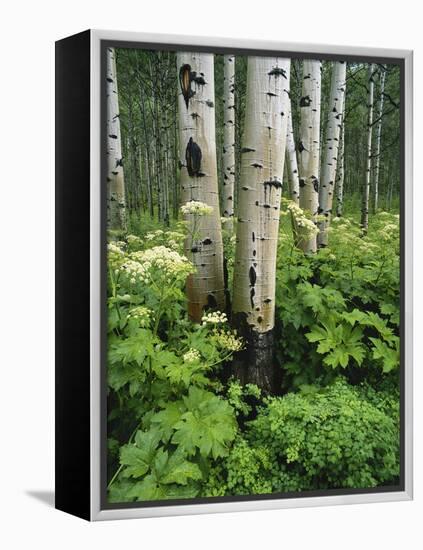 Quaking Aspen and Cow Parsnip, White River National Forest, Colorado, USA-Adam Jones-Framed Premier Image Canvas