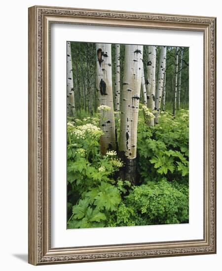 Quaking Aspen and Cow Parsnip, White River National Forest, Colorado, USA-Adam Jones-Framed Photographic Print