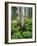 Quaking Aspen and Cow Parsnip, White River National Forest, Colorado, USA-Adam Jones-Framed Photographic Print