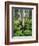 Quaking Aspen and Cow Parsnip, White River National Forest, Colorado, USA-Adam Jones-Framed Photographic Print