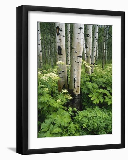 Quaking Aspen and Cow Parsnip, White River National Forest, Colorado, USA-Adam Jones-Framed Photographic Print