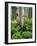 Quaking Aspen and Cow Parsnip, White River National Forest, Colorado, USA-Adam Jones-Framed Photographic Print