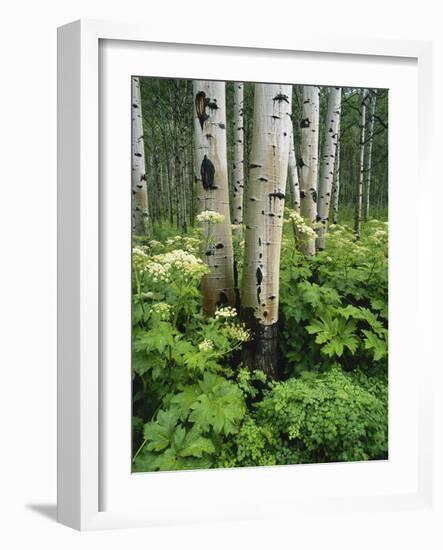 Quaking Aspen and Cow Parsnip, White River National Forest, Colorado, USA-Adam Jones-Framed Photographic Print