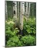 Quaking Aspen and Cow Parsnip, White River National Forest, Colorado, USA-Adam Jones-Mounted Photographic Print