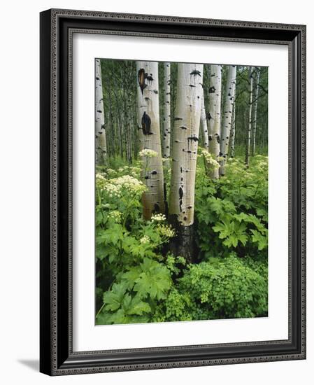 Quaking Aspen and Cow Parsnip, White River National Forest, Colorado, USA-Adam Jones-Framed Photographic Print