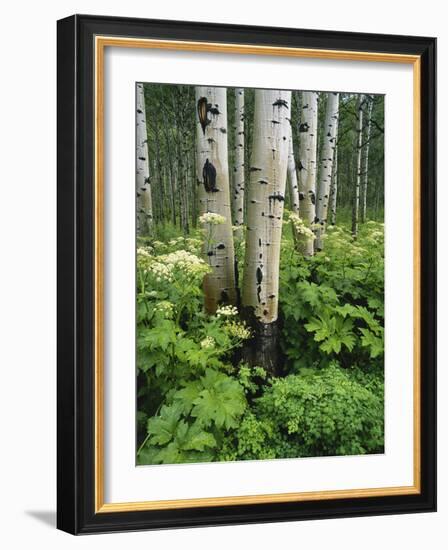 Quaking Aspen and Cow Parsnip, White River National Forest, Colorado, USA-Adam Jones-Framed Photographic Print