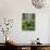 Quaking Aspen and Cow Parsnip, White River National Forest, Colorado, USA-Adam Jones-Photographic Print displayed on a wall