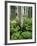 Quaking Aspen and Cow Parsnip, White River National Forest, Colorado, USA-Adam Jones-Framed Photographic Print