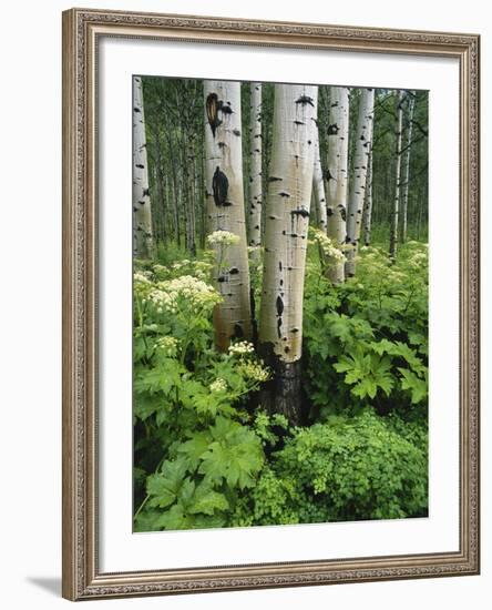 Quaking Aspen and Cow Parsnip, White River National Forest, Colorado, USA-Adam Jones-Framed Photographic Print