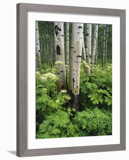 Quaking Aspen and Cow Parsnip, White River National Forest, Colorado, USA-Adam Jones-Framed Photographic Print