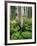 Quaking Aspen and Cow Parsnip, White River National Forest, Colorado, USA-Adam Jones-Framed Photographic Print