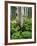 Quaking Aspen and Cow Parsnip, White River National Forest, Colorado, USA-Adam Jones-Framed Photographic Print