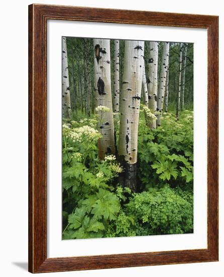 Quaking Aspen and Cow Parsnip, White River National Forest, Colorado, USA-Adam Jones-Framed Photographic Print