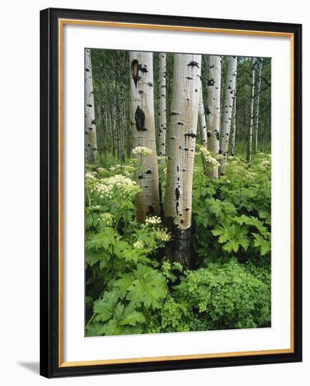 Quaking Aspen and Cow Parsnip, White River National Forest, Colorado, USA-Adam Jones-Framed Photographic Print