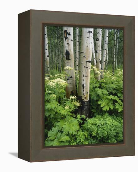 Quaking Aspen and Cow Parsnip, White River National Forest, Colorado, USA-Adam Jones-Framed Premier Image Canvas