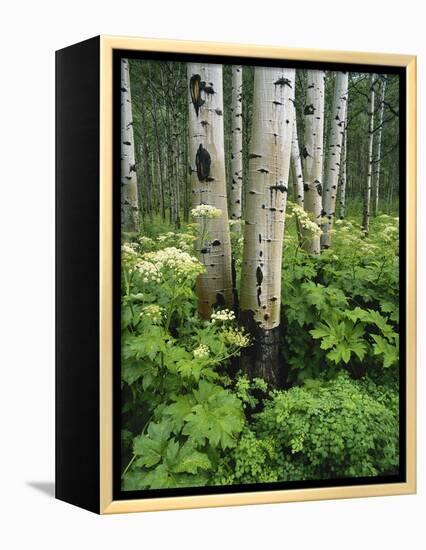 Quaking Aspen and Cow Parsnip, White River National Forest, Colorado, USA-Adam Jones-Framed Premier Image Canvas