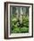 Quaking Aspen and Cow Parsnip, White River National Forest, Colorado, USA-Adam Jones-Framed Photographic Print