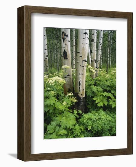 Quaking Aspen and Cow Parsnip, White River National Forest, Colorado, USA-Adam Jones-Framed Photographic Print