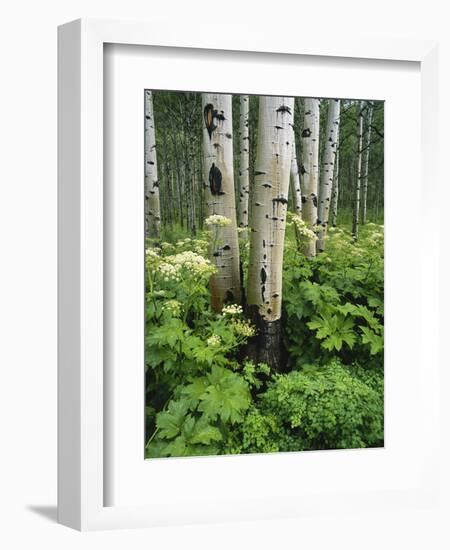 Quaking Aspen and Cow Parsnip, White River National Forest, Colorado, USA-Adam Jones-Framed Photographic Print