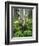 Quaking Aspen and Cow Parsnip, White River National Forest, Colorado, USA-Adam Jones-Framed Photographic Print