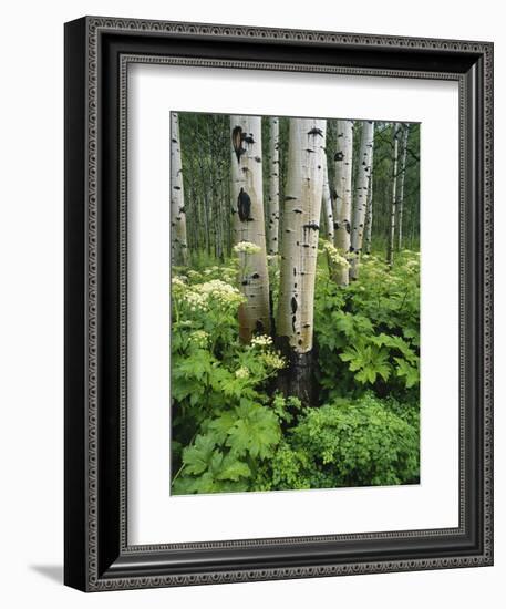 Quaking Aspen and Cow Parsnip, White River National Forest, Colorado, USA-Adam Jones-Framed Photographic Print