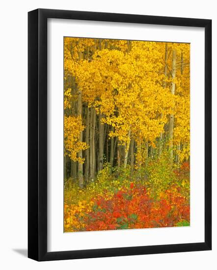 Quaking Aspen and Sumac, Routt National Forest, Colorado, USA-Rob Tilley-Framed Photographic Print