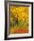 Quaking Aspen and Sumac, Routt National Forest, Colorado, USA-Rob Tilley-Framed Photographic Print