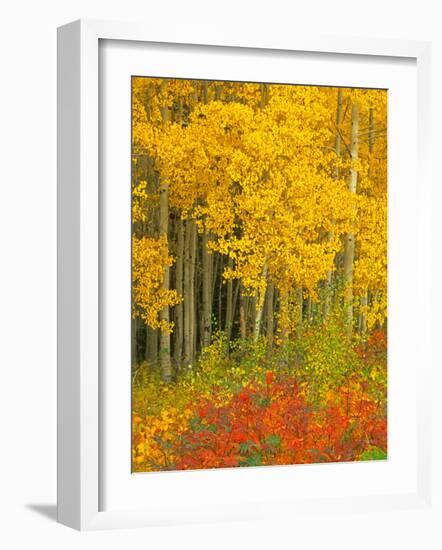Quaking Aspen and Sumac, Routt National Forest, Colorado, USA-Rob Tilley-Framed Photographic Print