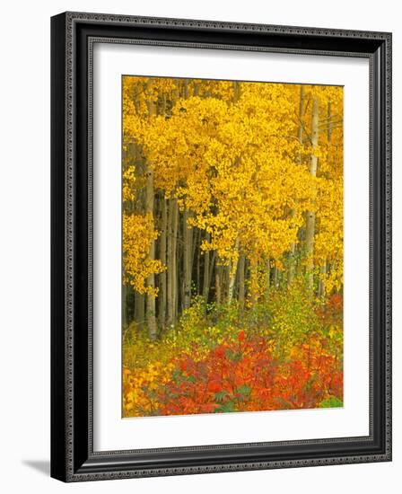 Quaking Aspen and Sumac, Routt National Forest, Colorado, USA-Rob Tilley-Framed Photographic Print