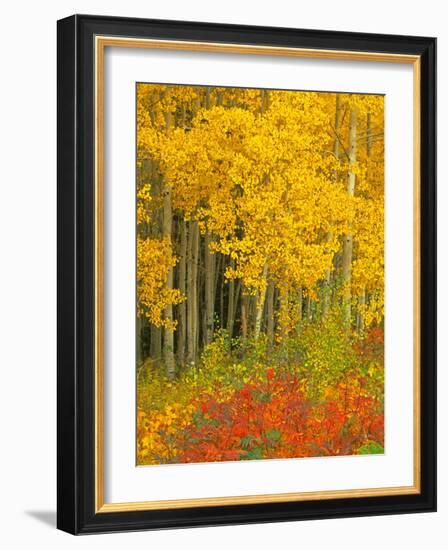 Quaking Aspen and Sumac, Routt National Forest, Colorado, USA-Rob Tilley-Framed Photographic Print