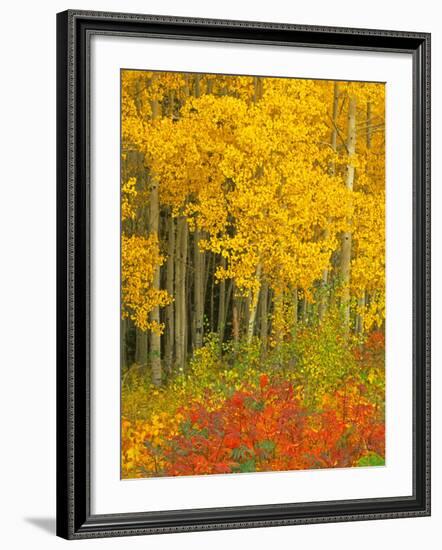 Quaking Aspen and Sumac, Routt National Forest, Colorado, USA-Rob Tilley-Framed Photographic Print