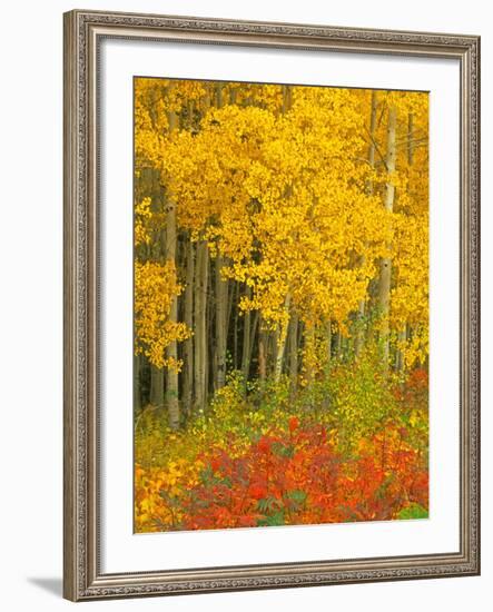 Quaking Aspen and Sumac, Routt National Forest, Colorado, USA-Rob Tilley-Framed Photographic Print