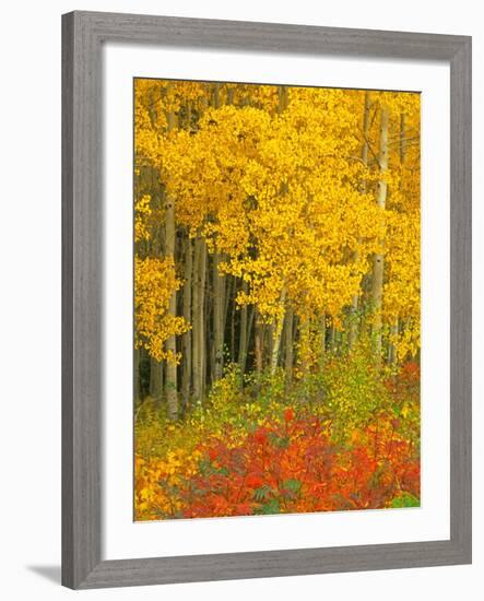 Quaking Aspen and Sumac, Routt National Forest, Colorado, USA-Rob Tilley-Framed Photographic Print