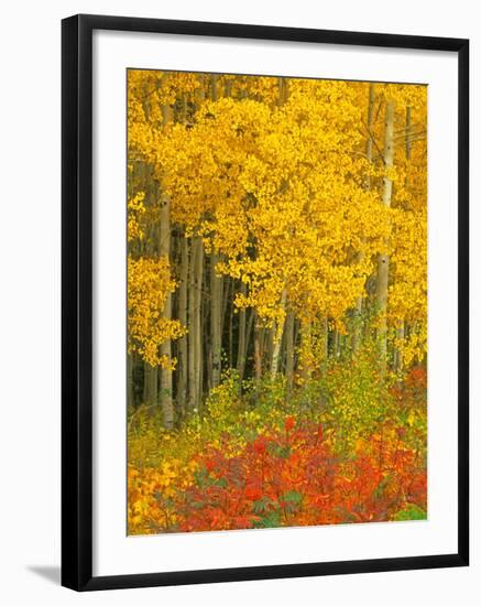 Quaking Aspen and Sumac, Routt National Forest, Colorado, USA-Rob Tilley-Framed Photographic Print