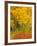 Quaking Aspen and Sumac, Routt National Forest, Colorado, USA-Rob Tilley-Framed Photographic Print