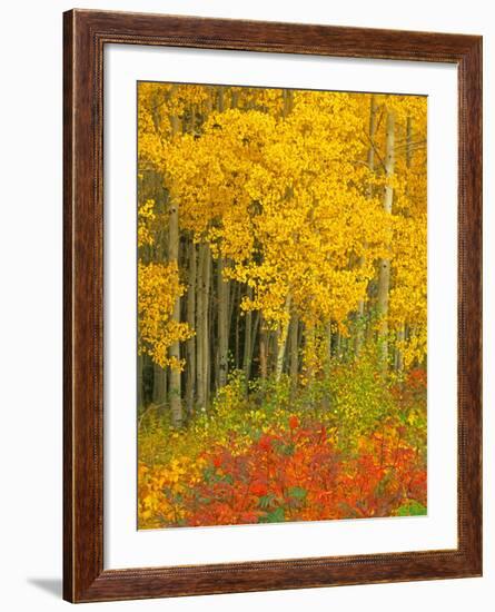 Quaking Aspen and Sumac, Routt National Forest, Colorado, USA-Rob Tilley-Framed Photographic Print