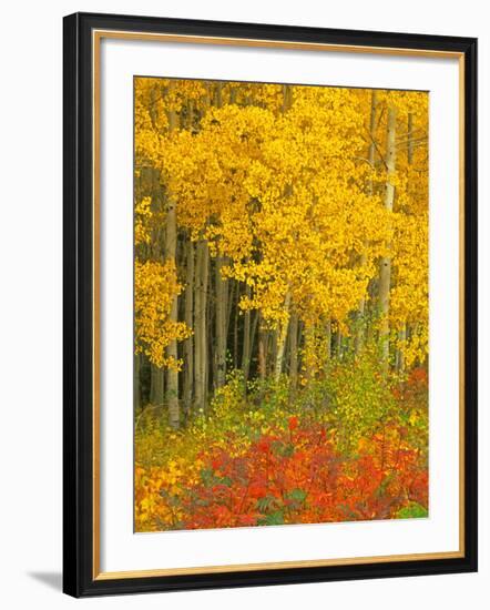 Quaking Aspen and Sumac, Routt National Forest, Colorado, USA-Rob Tilley-Framed Photographic Print