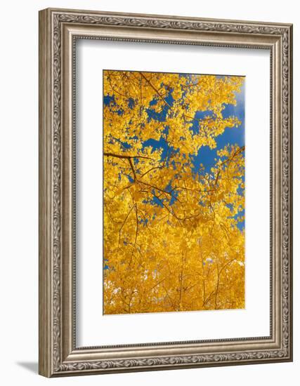 Quaking aspen, fall season, Sandia Mountains, Cibola National Forest, New Mexico-Maresa Pryor-Luzier-Framed Photographic Print