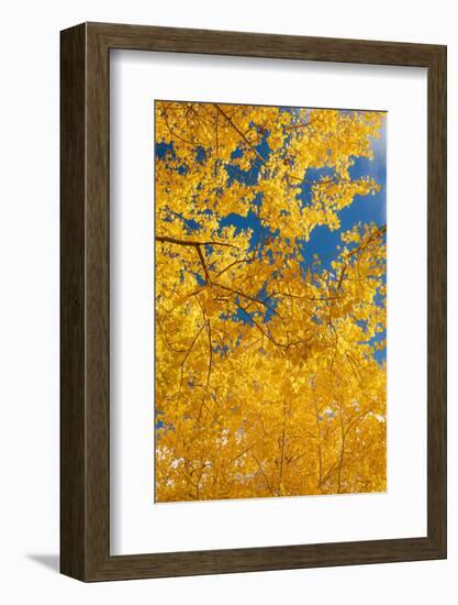 Quaking aspen, fall season, Sandia Mountains, Cibola National Forest, New Mexico-Maresa Pryor-Luzier-Framed Photographic Print